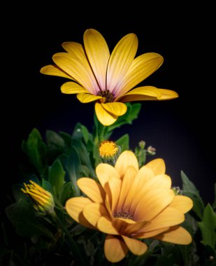 Fine art still life flower color macro image of wide open yellow african cape daisy / marguerite blossoms with bud on blurred green and black background  clipart