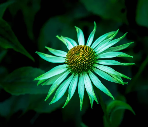 Surrealista Verde Neón Coloreado Macro Floral Aire Libre Una Flor —  Fotos de Stock