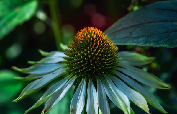 Macro Floral Aire Libre Surrealista Una Flor Coneflower Echinacea Verde — Foto de Stock