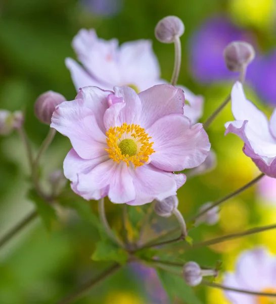 Colore Pastello All Aperto Floreale Impressionistica Immagine Fiore Anemone Rosa — Foto Stock