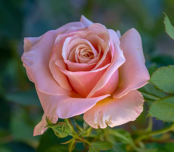 Color Macro Floral Aire Libre Una Sola Rosa Rosa Aislada — Foto de Stock