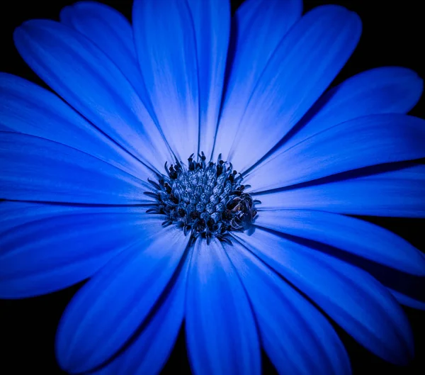 Surrealistiska Färg Macro Bild Vidöppen Mörk Blå Blommande Cape Daisy — Stockfoto