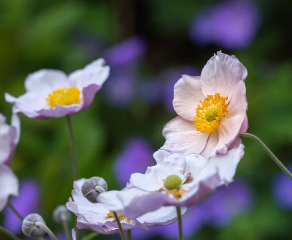 Pastell Färg Utomhus Blommig Impressionistisk Bild Blommande Ljusa Rosa Höst — Stockfoto