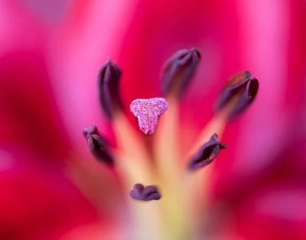 Bela Arte Ainda Cor Vida Macro Imagem Interior Azedo Uma — Fotografia de Stock