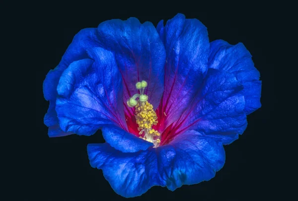 Floral color macro of a single isolated blooming open blue red shimmering hibiscus blossom with detailed texture on black background in surrealistic painting style