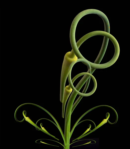 Fine Art Still Life Abstract Graphical Image Green Garlic Spiral — Stock Photo, Image