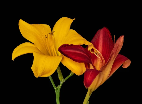美术静物色彩宏观形象一对孤立的宽开放的红色和黄色的百合花与茎上的黑色背景与详细的纹理 — 图库照片