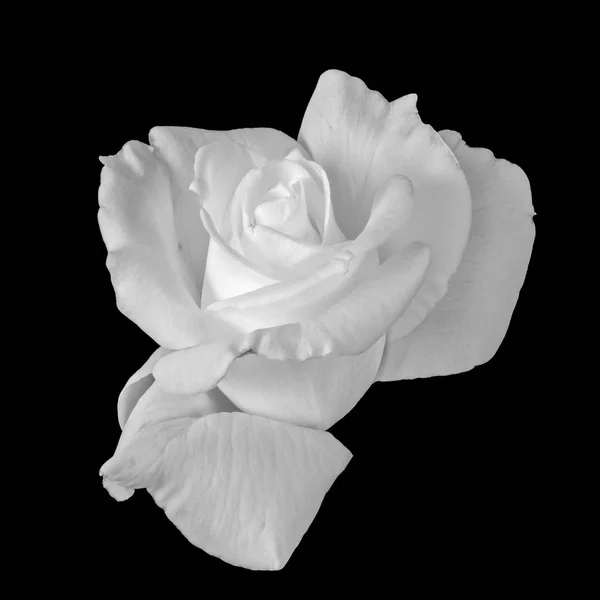 Výtvarného Umění Zátiší Jednobarevné Černé Bílé Květiny Makro Fotografii Dokořán — Stock fotografie