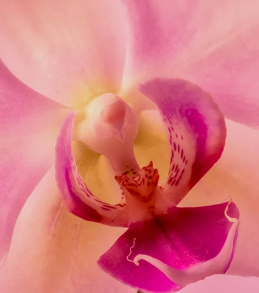 자세한 텍스처와 분홍색 노란색 안쪽의 화려한 매크로 — 스톡 사진