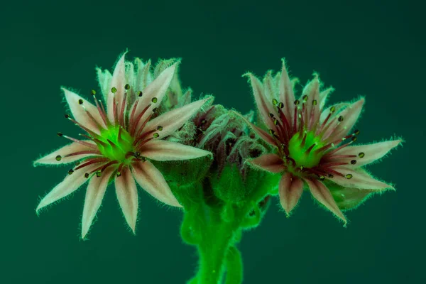 超现实的艺术静物色彩宏观形象的一个单一的孤立的半挂花 Echeveria 与两个花在绿色背景上的幻想发光霓虹灯颜色 — 图库照片