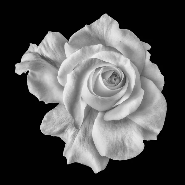 Fine Art Still Life Monochrome Flower Top View Macro Photo — Stock Photo, Image