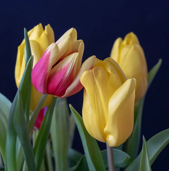 Bellas Artes Bodegón Brillante Macro Colorido Amarillo Rojo Rosa Tulipán — Foto de Stock