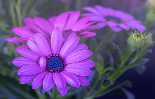 Fine art still life flower color macro portrait of a wide open violet blue blooming cape daisy / marguerite blossom with green leaves and buds on a natural blurry background