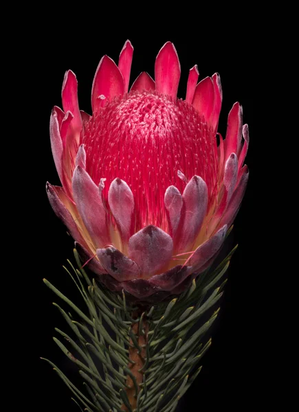 Macro Vintage Surrealistico Fiore Protea Incandescente Rosso Sfondo Nero Bella — Foto Stock