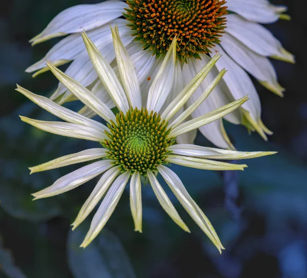 Příroda Surrealistické Venkovní Květinové Makro Dokořán Bílé Zelené Třapatka Echinacea — Stock fotografie