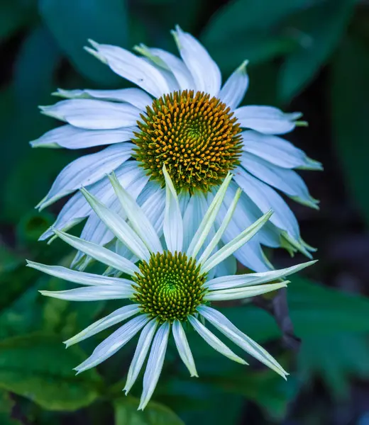 Macro Floral Livre Natural Par Ampla Aberto Branco Amarelo Coneflower — Fotografia de Stock