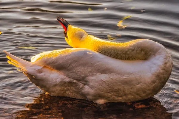 户外彩色肖像的单一孤立的日光浴放松天鹅在河上与金色的阳光 象征性的暂停休息放松享受 夏日的感觉 — 图库照片
