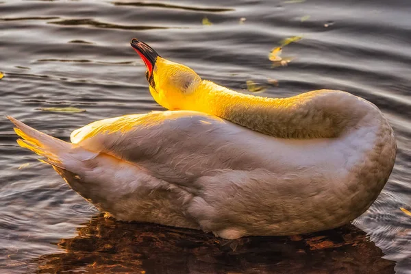 Outdoor Color Portrait Single Isolated Sunbathing Relaxing Swan River Golden — стоковое фото