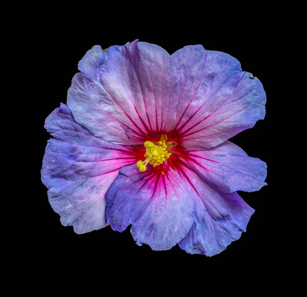 Цветочный Яркий Цветущий Макро Цветок Одного Изолированного Цветущего Синего Красного — стоковое фото