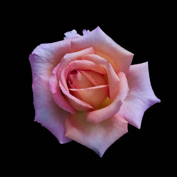 Pastel colored still life floral macro flower portrait of a single isolated violet orange blooming  rose blossom on black background with detailed texture