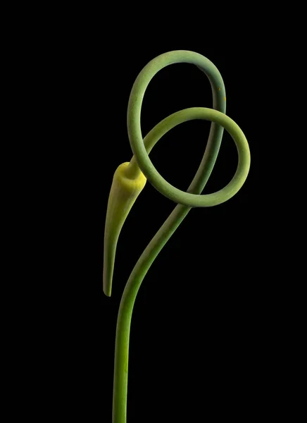 Fine art still life macro of a green colored curved garlic plant on black background