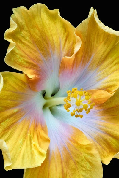 Floral Χρώματος Λουλούδι Μακρο Εικόνα Του Ένα Ύπερο Ενός Ενιαίου — Φωτογραφία Αρχείου