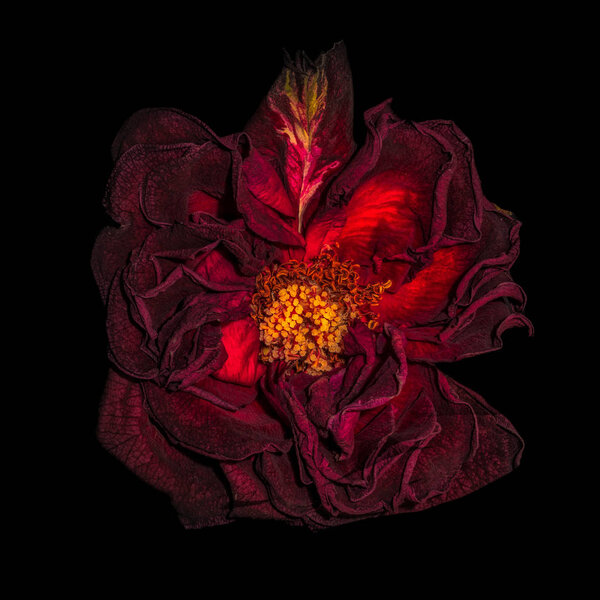 Fine art still life floral close up macro of an aged lush purple dark red velvety rose blossom with detailed texture on black background seen from the top