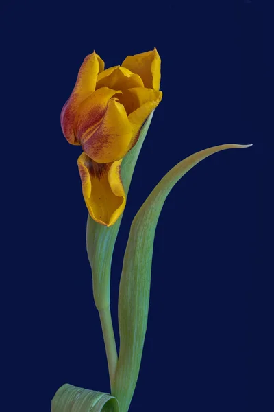 Fine Art Still Life Bright Colorful Macro Single Isolated Yellow — Stock Photo, Image