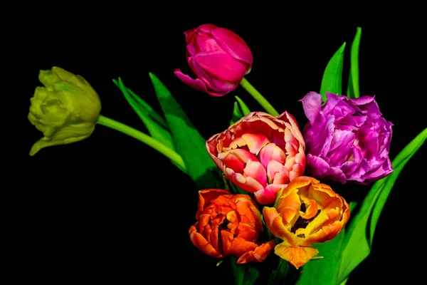 Bellas Artes Floral Bodegón Colorido Macro Flor Ramo Tulipanes Flor — Foto de Stock