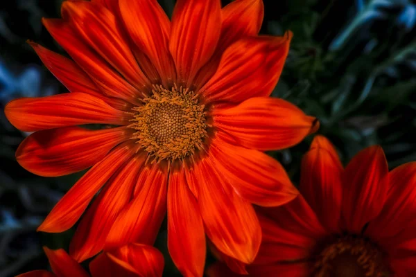Fine Art Stillleben Farbe Blume Makrofotografie Einer Blühenden Weit Geöffneten — Stockfoto
