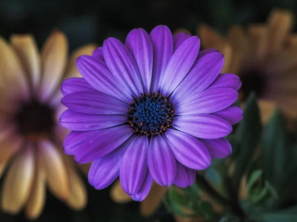 Bellas Artes Bodegón Color Flor Macro Imagen Solo Aislado Amplia — Foto de Stock