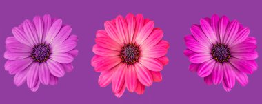 Fine art still life flower macro image of a set of three isolated wide open blooming pink violet red african/cape daisy/marguerite blossoms on violet background in pop art colors clipart