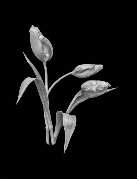 Изобразительное Искусство Натюрморта Монохромный Макрос Трех Изолированных Тюльпанов Черном Фоне — стоковое фото
