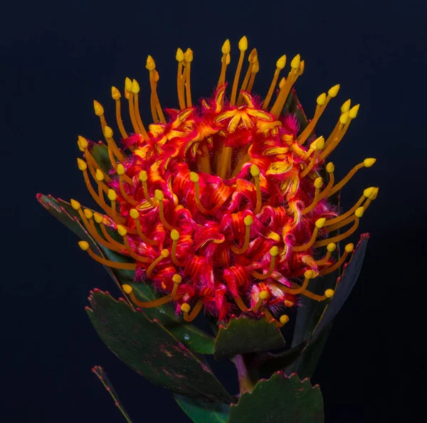 Surrealistyczne Rocznika Makro Gorącego Czerwonego Żółtego Świecącego Kwitnienia Protea Fine — Zdjęcie stockowe