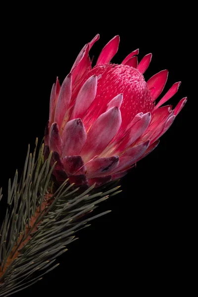 Belle Nature Morte Floreale Macro Singolo Isolato Rosso Fiore Protea — Foto Stock