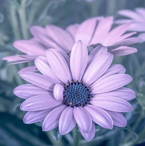 Изобразительное Искусство Натюрморт Цвета Цветка Макро Портрет Широкого Открытого Фиолетового — стоковое фото