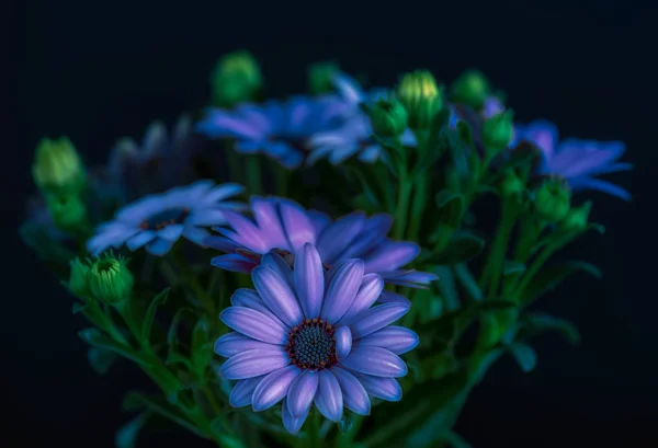 Fine Art Stillleben Blume Farbe Makro Porträt Einer Weit Geöffneten — Stockfoto