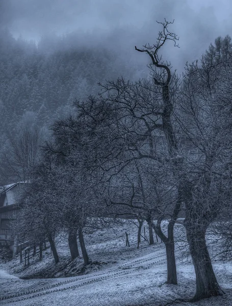 古い桜の木が霧農村白黒青い冬の田舎風景シーン トラック雪と隠された農家ビンテージ絵画スタイルでオーストリアは 霧の中で — ストック写真