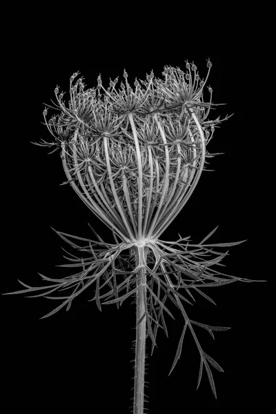 Monochrome Fine Art Nature Morte Macro Une Seule Carotte Sauvage — Photo