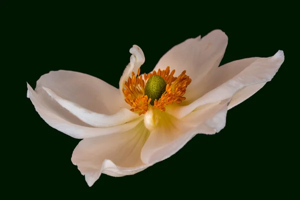 Sztuki Martwa Kolor Kwiatowy Makro Obraz Jeden Białym Tle Biały — Zdjęcie stockowe