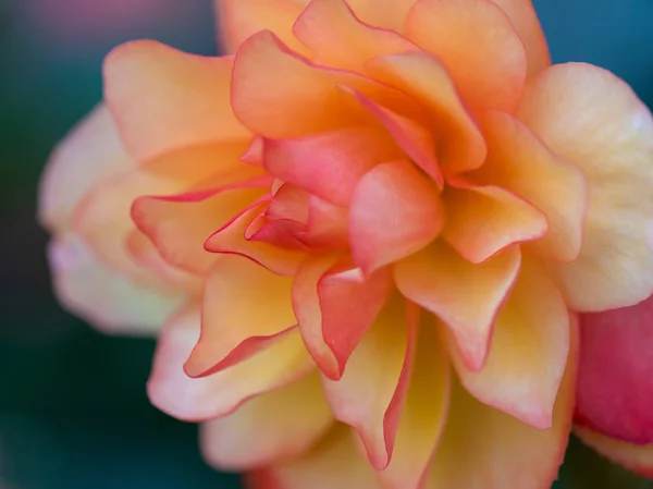 Macro Floral Aire Libre Brillante Una Flor Begonia Tuberosa Rosa — Foto de Stock