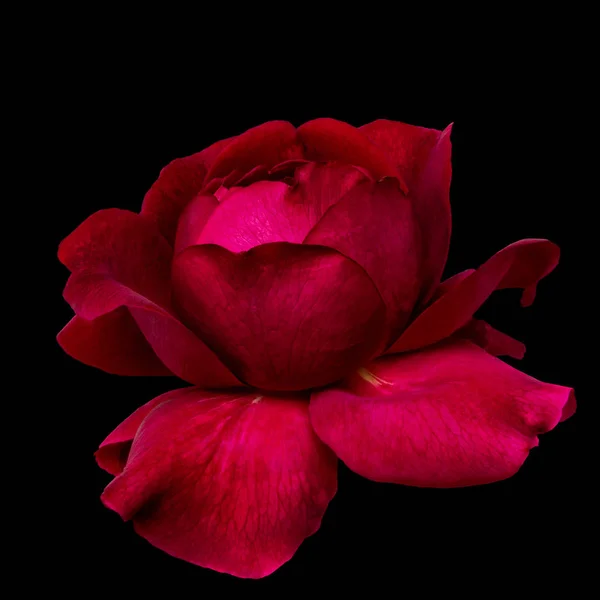美术静止不动的生活丰富多彩的低调花宏的一个单一的孤立绽放深红色紫色玫瑰花与详细的纹理 象征爱情浪漫浪漫情人节 — 图库照片