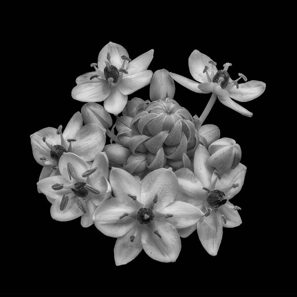 Fine art still life monochrome black and white floral macro of a  cluster / circle of Star-of-Bethlehem / ornithogalum flower blossoms on black background with detailed texture 