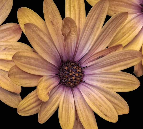 Fine art still life flower pastel color macro of a wide open golden yellow violet african cape daisy/marguerite blossom on black background in vintage painting style