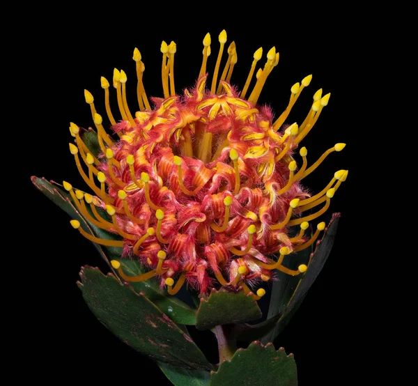 Top Makro Czerwonym Żółtym Leucospermum Poduszkowate Kwiat Czarnym Tle Surrealistyczny — Zdjęcie stockowe