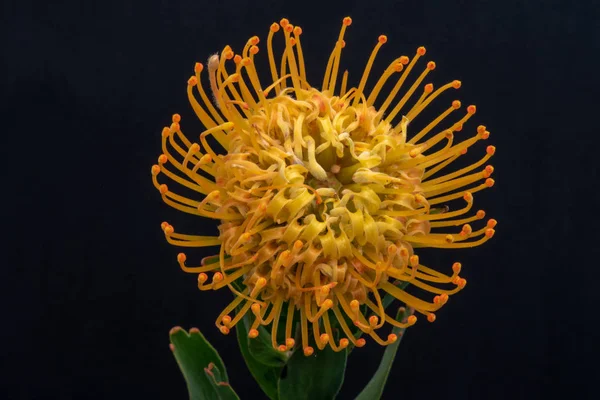 Top Makro Żółtym Leucospermum Poduszkowate Kwitnąć Czarnym Tle Surrealistyczny Kwiatowy — Zdjęcie stockowe