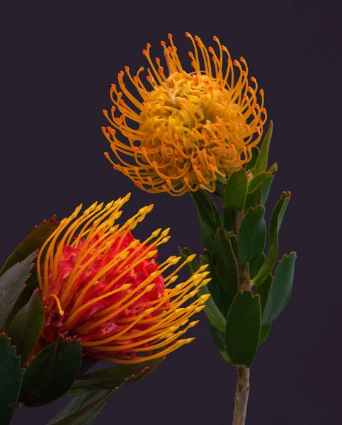 Coppia Puntaspilli Protea Fiori Surrealistici Vintage Macro Sfondo Blu Bella — Foto Stock