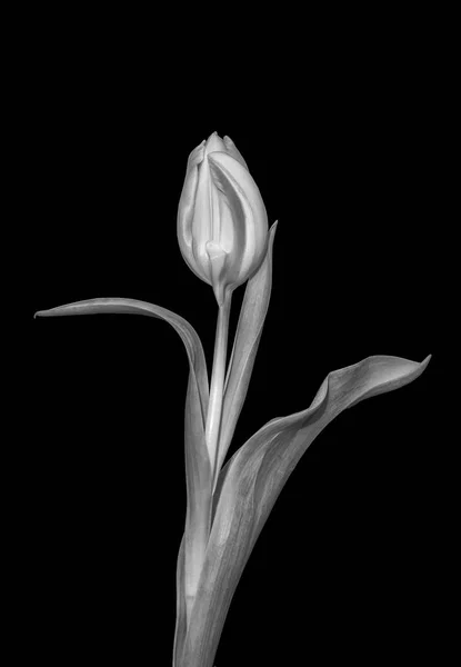 Belle Nature Morte Monocromatiche Macro Bianco Nero Unico Fiore Tulipano — Foto Stock