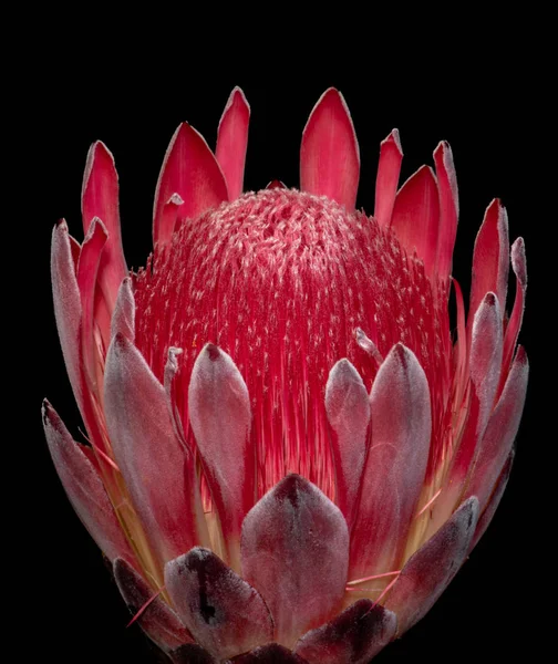 Wyizolowany Czerwony Świecący Kwiat Czarnym Tle Fine Art Still Life — Zdjęcie stockowe