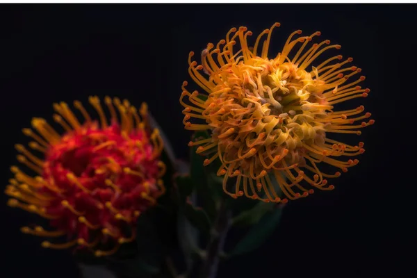 Coppia Pincushion Proteas Surrealistico Vintage Macro Sfondo Blu Scuro Bella — Foto Stock